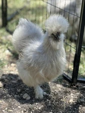 A DOZEN + Extras of Lavender Bearded Silkie Hatching Eggs