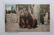 Vintage Unused Linen Postcard Yellowstone Park Grizzly Bear