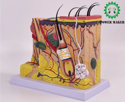 Human Skin Structure Anatomical Model Tissue Level Enlargement Skin Structure