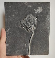 Authentic Crinoid (Sea Lily) Fossil Plate - Natural Prehistoric Marine Specimen