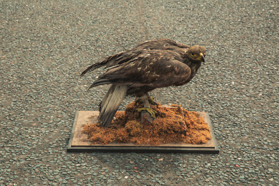 TD245 Steinadler auf Sockel