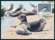 TURKMENISTAN MK WWF FAUNA ROBBEN ROBBE SEAL MAXIMUMKARTE MAXIMUM CARD MC CM gt61