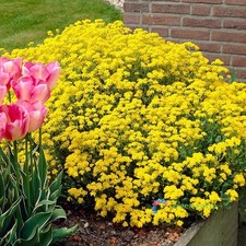 100 Seeds Yellow Thymus Serpyllum Breckland Wild Creeping Thyme Garden