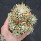 Gymnocactus roseanus LX-578 (Ramos Arispe, Escobaria) BIG, MATURE PLANT ebay-123