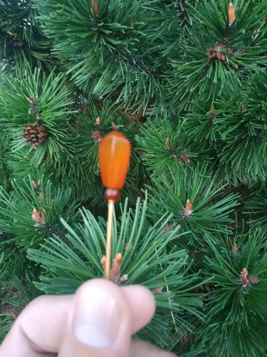 Vintage amber hat pin - Picture 2 of 24