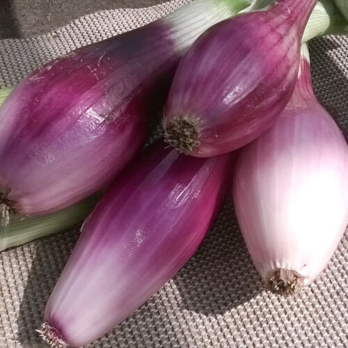 50 Long Scarlet Sweet Red Onion Seeds Easy Peel Large Italian Florence Heirloom - Picture 3 of 4