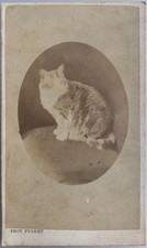 19th Rare Antique Early CDV Photo of Cat c.1870s