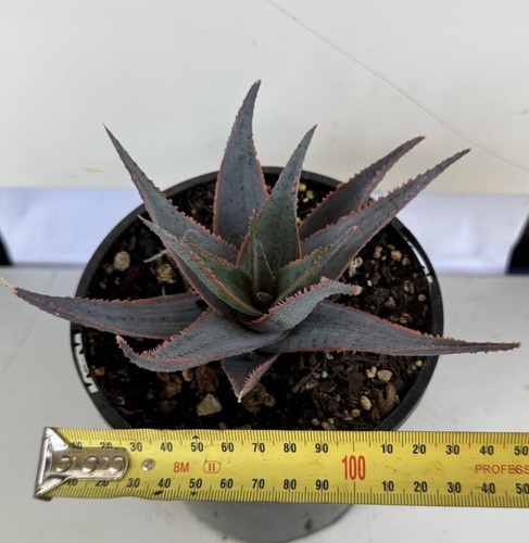 Aloe Blue Liliaceae Rare Rooted succulent Established plant - Picture 4 of 5
