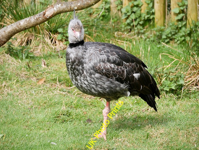 Foto 6x4 Southern Screamer (Chauna torquata), bei Martin Mere Tarlscough c2016