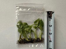 Variegated Monstera Electrolyte 6 Tissue Culture Plants