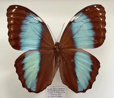 MORPHO HELENOR THEODORUS*****male Nr. 2****Rondonia,Brazil