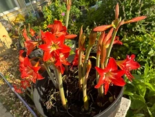 1 Red/ white  lily. This is an HEIRLOOM / Amaryllis (large Bulb) in pot