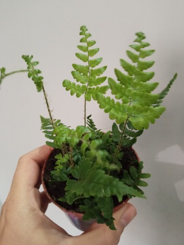 Helechos Pack 5 plantas surtidas de interior Helecho Varens Pteris surtidas lote - Imagen 17 de 24