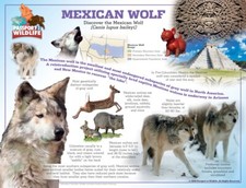 Passport to Wildlife Laminated Mexican Wolf Poster