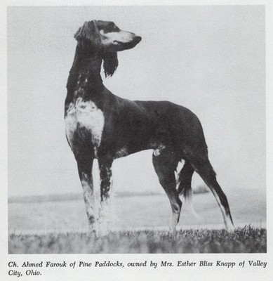 * Saluki ''Patrol'' - CUSTOM MATTED - Vintage Dog Art ''Photo Print'' - 1964