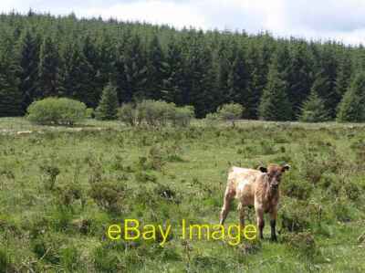 Photo 6x4 Calf on Bodmin Moor Palmersbridge A calf surveys my progress ac c2008
