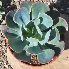 Echeveria 'Blue Sky'