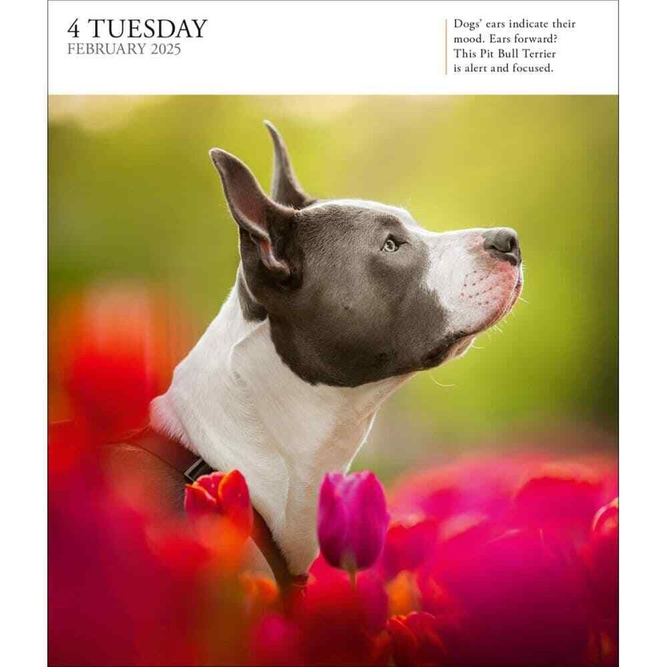 Workman Publishing, Dog Gallery 2025 PageaDay Desk Calendar eBay