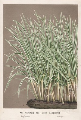 Poa Trivialis Rispengras meadow-grass Gras Gräser Botanik botany Houtte Litho
