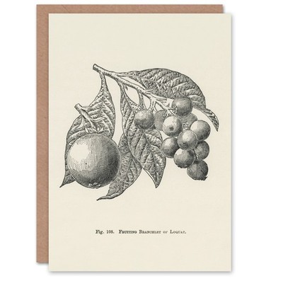 John Wright Kunstkarte Obstbauführer Vintage Loquat Illustration