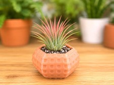 Honeycomb Succulent Planter - Beehive Design Flower Pot