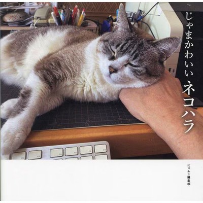 Cat Harassment Hardcover Cute Cat Book Japan Import Excellent