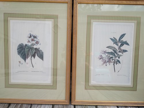 P.J. Redouté Pinx French Neoclassical Botanical Engravings Gold Gilt Framed Set - Picture 3 of 8