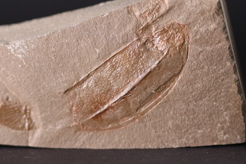 Dithyrocaris rolfei rare Positive-Negative Mississippian Montana MT COA 7151 - Picture 10 of 13