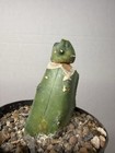 Echinocactus Glaucus Inermis #236 Grafted Rare Live Cactus Plant — photo 3