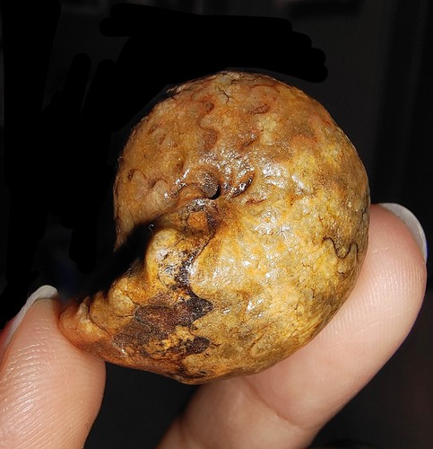 AMAZING AMMONITES!! AGATHICERATIDAE FOSSIL FROM TIMOR, INDONESIA, 28MM - Picture 7 of 8