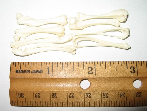 Lot of Real African Pygmy Hedgehog Bones Arm Leg Femur Animal Skeleton Taxidermy - Picture 3 of 3