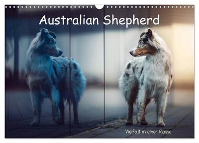 Australian Shepherd - Vielfalt in einer Rasse (Wandkalender 2026 DIN A3 quer), C