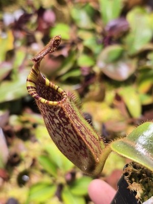 Nepenthes Mollis x Veitchii Candy Dreams Seedgrown Plant | eBay