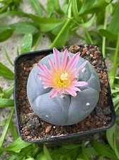  2pcs 4-5cm Rarecactus Succulent  Plant beautiful Home Garden Plant seedgrowth