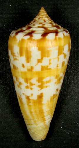 CONUS JANUS 60.39mm SUPER CHOICE RARE SPECIMEN Tulear reef, Madagascar