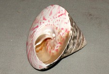 Original 3" Long Calliostoma Annulatum PInk - Purple Sea Shell
