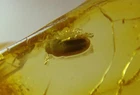 FOSSIL raw baltic amber stone rare genuine beetle insect inclusion i1704 NEW