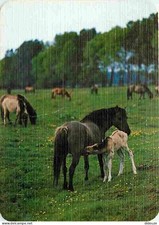 Carte Postale - Animaux - Chevaux - Pouliche et son Poulain - En Pature - CPM -