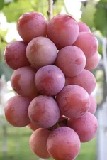 Grafted Live Japanese Queen Nina Grape Bare roots Vine plants (16-18in) 妮娜皇后