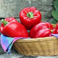 Big Red Sweet Bell Pepper Seeds Non-Gmo, Heirloom Variety, With Tracking