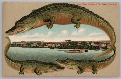 ALLIGATOR BORDER S Langsdorf Postcard S 500 View of Miami Taken From Bay c1908