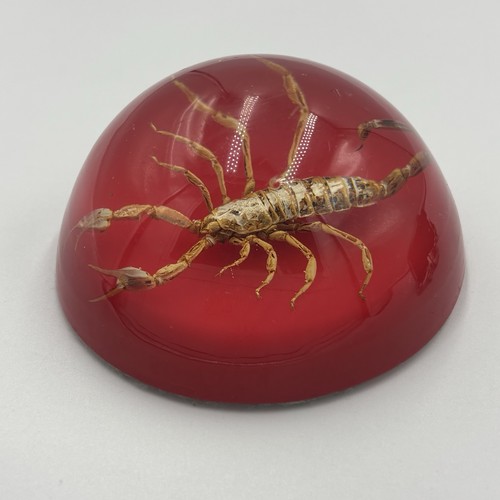 Vintage  Scorpion Lucite Paperweight