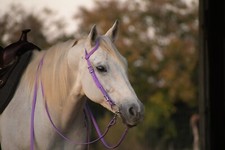 HORSE Size Beta Biothane ORCHID Purple 2 Ear SPLIT EAR WESTERN Bridle and Reins