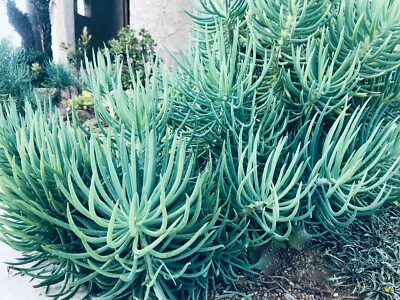Blue Serpents Chalk Fingers Senecio Vitalis Succulent Plant Huge 6" Cutting  | eBay