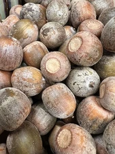 20 LBS 2025 Red Oak Acorns - Perfect for Oak Forest Restoration Doug Tallamy