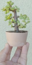 Cork Bark Jade Pre Bonsai Dwarf Mame Nice Nebari Portulacaria Flower