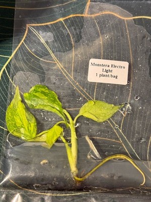 Monstera Electrolyte Tissue Culture - High Variegation Monstera Electrolyte  TC | eBay