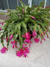 5 True Christmas Cactus Pink Schlumbergera Zygocactus Leaf - Ready to Plant