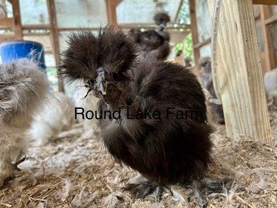 3 Silkie Hatching Eggs - Colorful Variety of Chicks From a Happy Chicken Flock