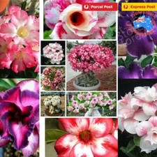 10PCS ?? RARE!! ?? ADENIUM OBESUM DESERT ROSE SEEDS FROM Sydney AU*POST